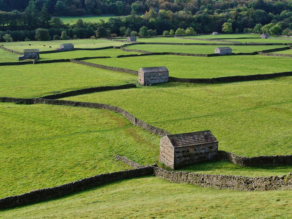Small green fields divided by drystone walls running up a Dales hillside, with stone field barns
