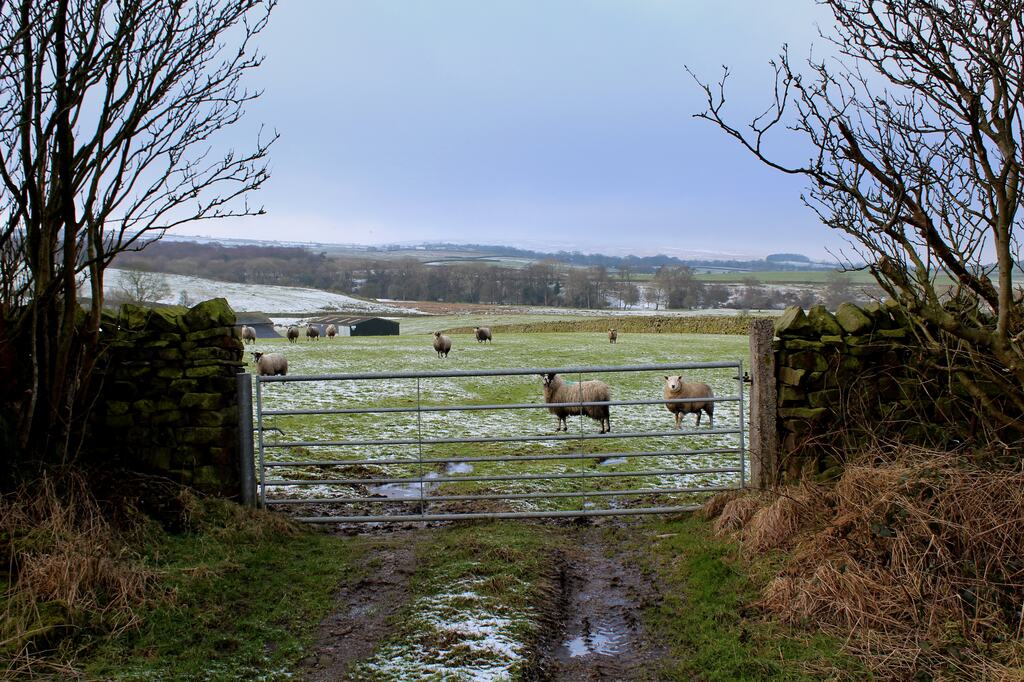 A closed metal field gate in a stone wall, with sheep pasture rising beyond it